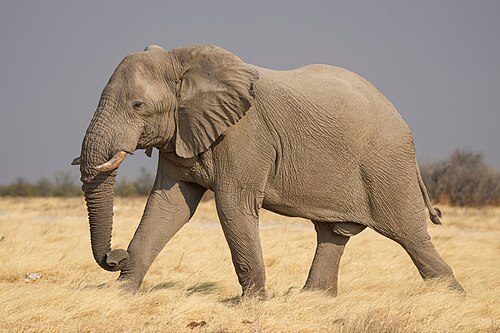 African bush elephant -- African bush elephant
