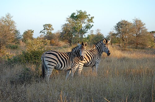 Kruger elephant debate -- African bush elephant