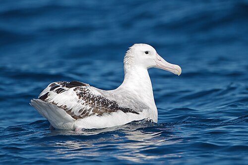 Wandering albatross -- Albatross