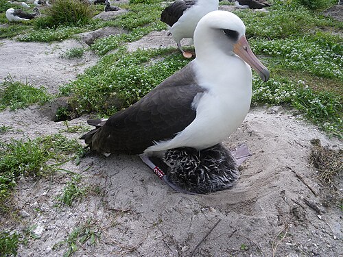Wisdom (albatross) -- Albatross
