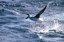 ACAP -- Albatross