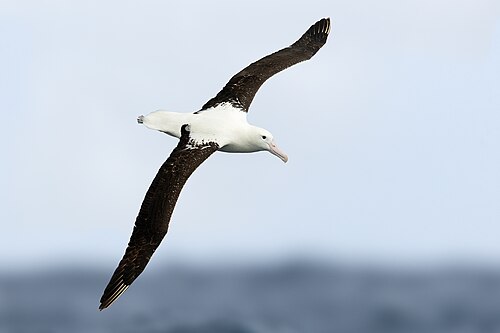 Northern royal albatross -- Albatross