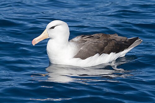 Black-browed albatross -- Albatross