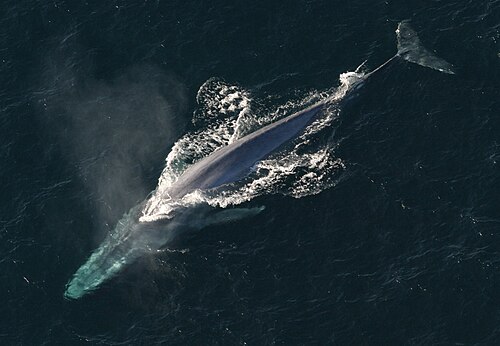 Blue whale -- Blue whale