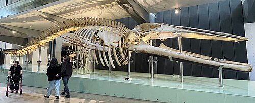 Pygmy blue whale -- Blue whale