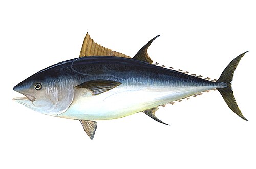 Atlantic bluefin tuna -- Atlantic bluefin tuna