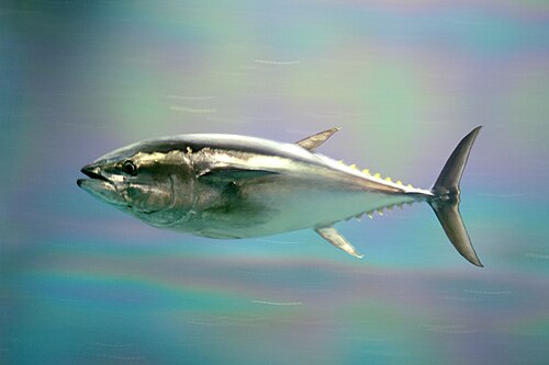 Pacific bluefin -- Atlantic bluefin tuna