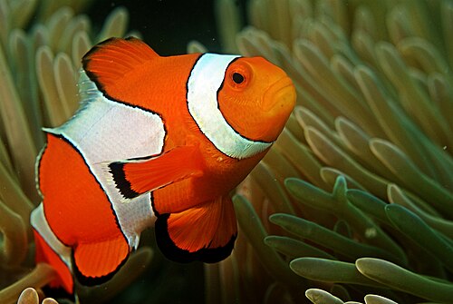 Ocellaris clownfish -- Clownfish