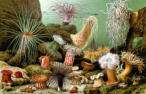 Sea anemone hosts -- Clownfish