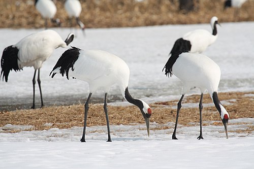 Red-crowned crane -- Crane