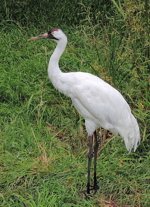 Whooping crane -- Crane