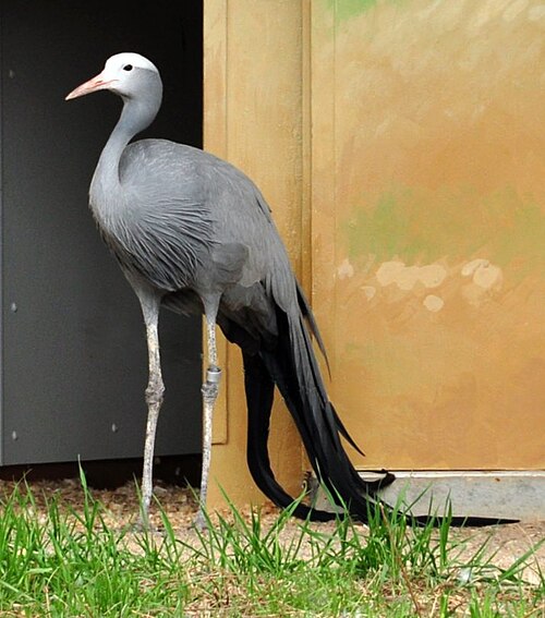 International Crane Foundation -- Crane