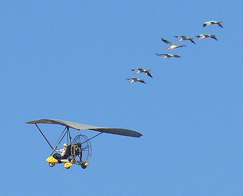 Operation Migration -- Crane