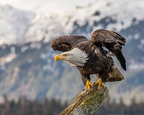 Bald eagle -- Eagle