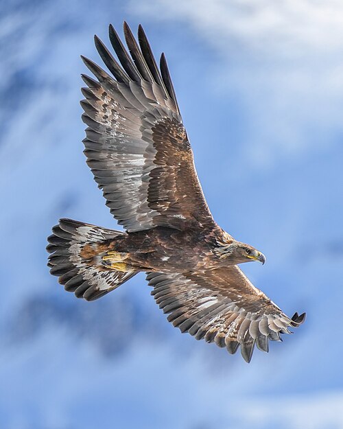 Golden eagle -- Eagle