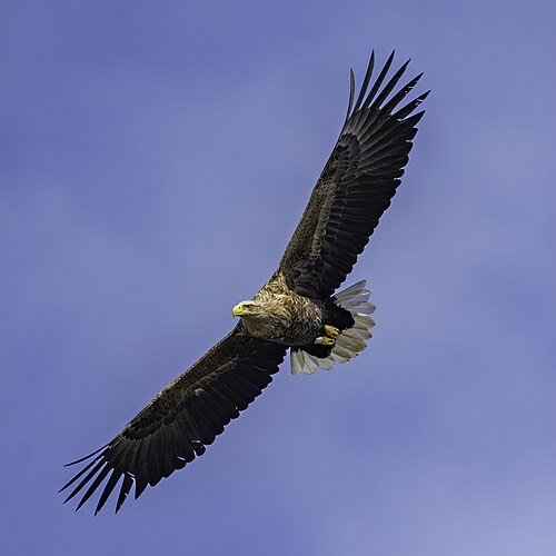 White-tailed eagle -- Eagle