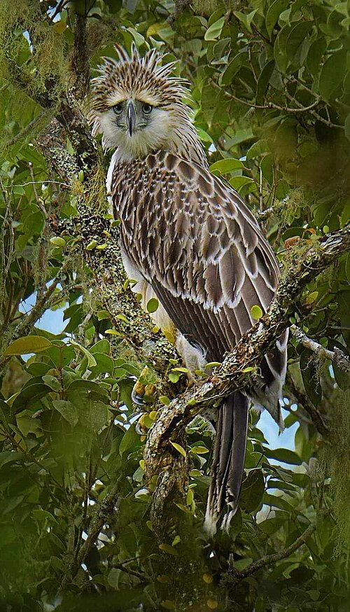 Philippine eagle -- Eagle