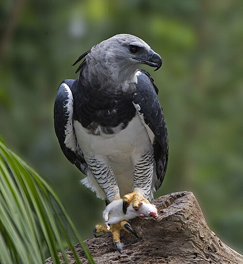 Harpy eagle -- Eagle
