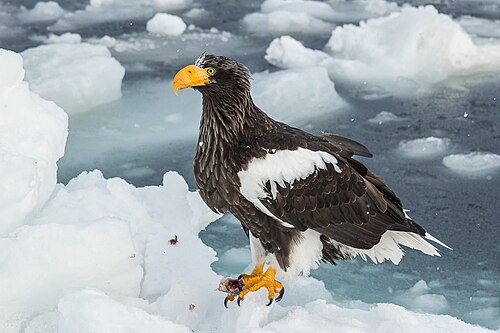 Steller's sea eagle -- Eagle
