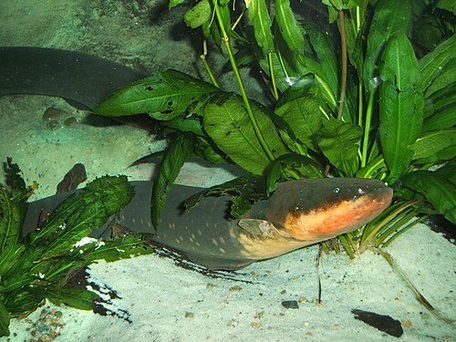 C. David de Santana -- Electric eel