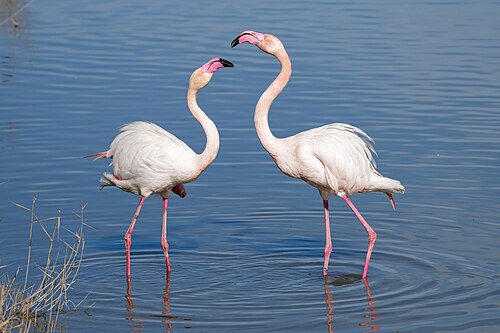 Greater flamingo -- Flamingo