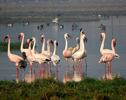Lesser flamingo -- Flamingo