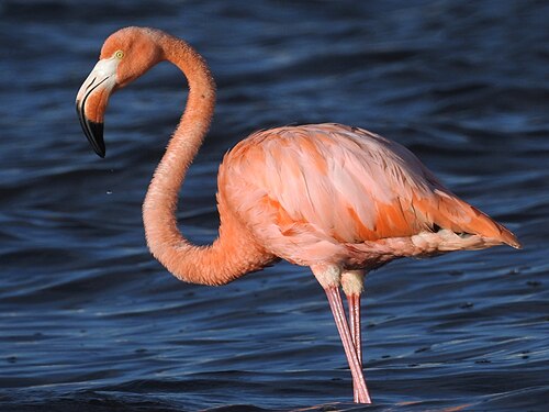 American flamingo -- Flamingo
