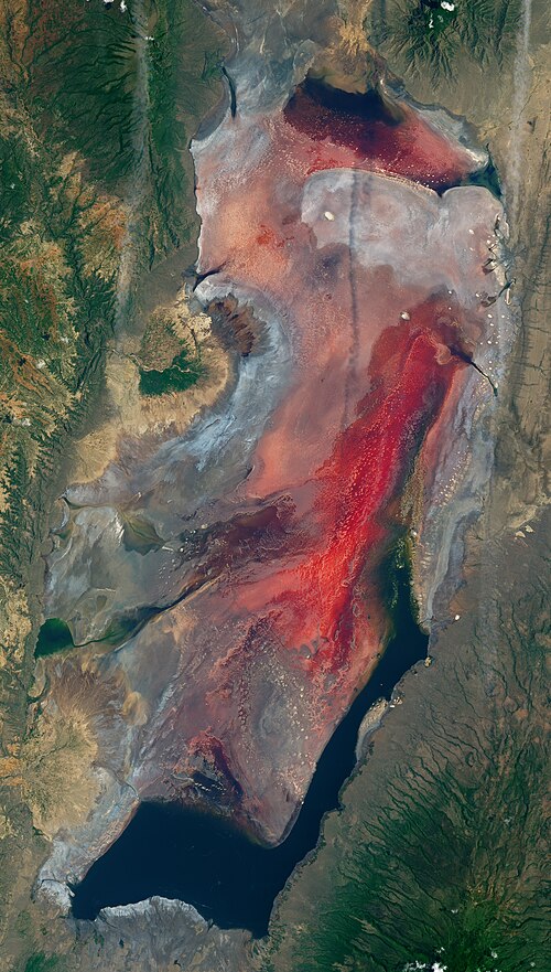 Lake Natron -- Flamingo