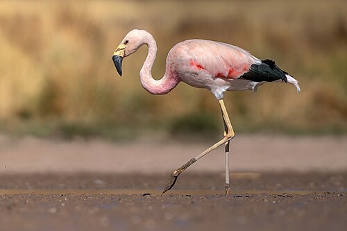 Andean flamingo -- Flamingo