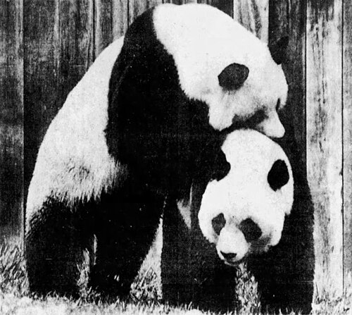 Ling-Ling and Hsing-Hsing -- Giant panda