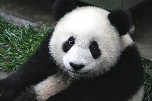 Wolong National Nature Reserve -- Giant panda