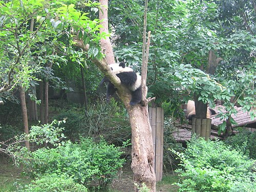 Giant Panda National Park -- Giant panda