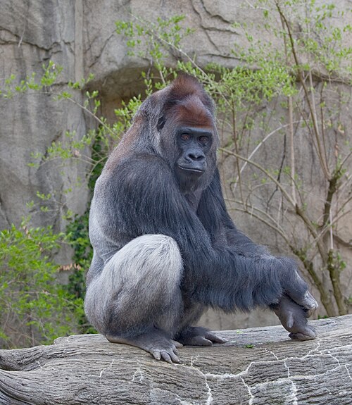 Western lowland gorilla -- Gorilla