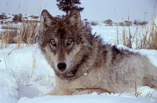 Yellowstone wolves
