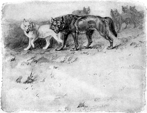 Lobo / Seton