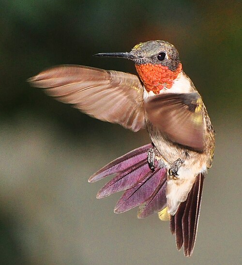 Ruby-throated hummingbird -- Hummingbird