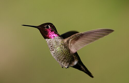 Anna's hummingbird -- Hummingbird