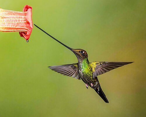 Sword-billed hummingbird -- Hummingbird