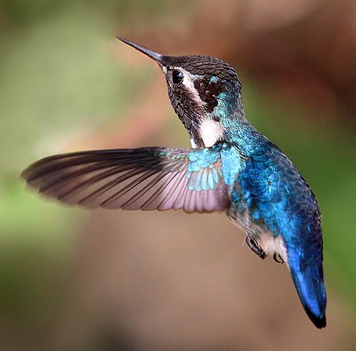 Bee hummingbird -- Hummingbird
