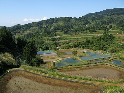 Yamakoshi / Niigata -- Koi