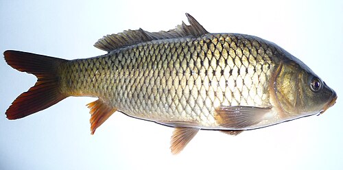 Israeli koi farms -- Koi
