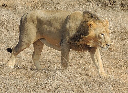 Asiatic lion / Gir