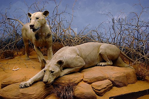 Tsavo man-eaters -- Lion