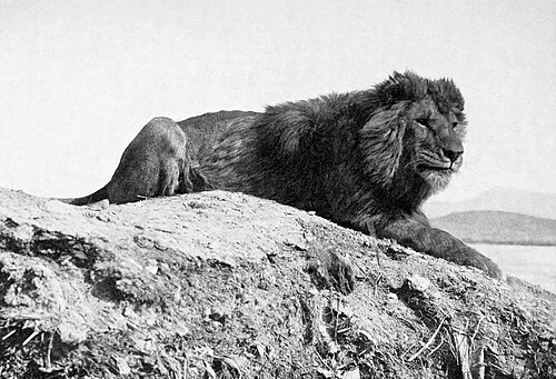 Barbary lion -- Lion