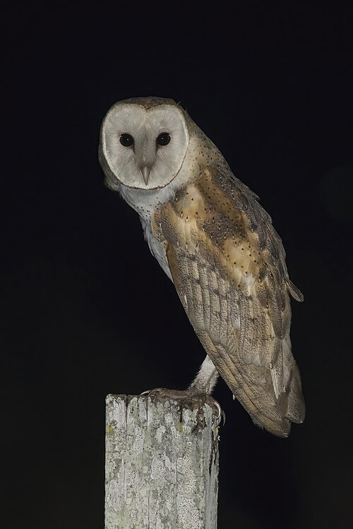 Barn owl -- Owl