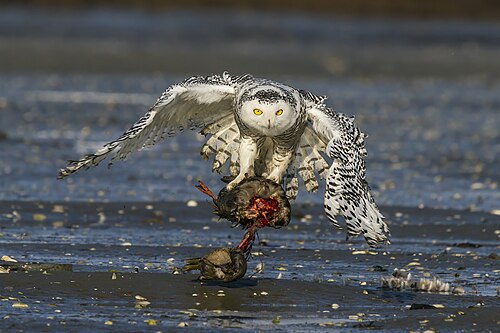 Snowy owl -- Owl