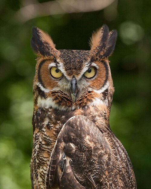 Great horned owl -- Owl