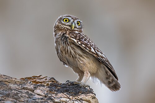 Athene noctua -- Owl