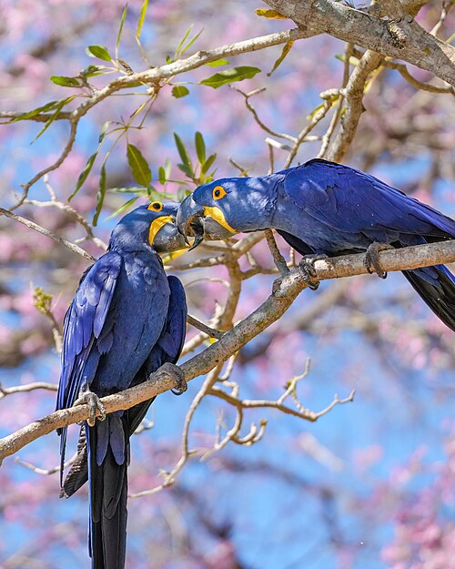 Hyacinth macaw -- Parrot