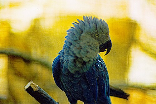 Spix's macaw -- Parrot